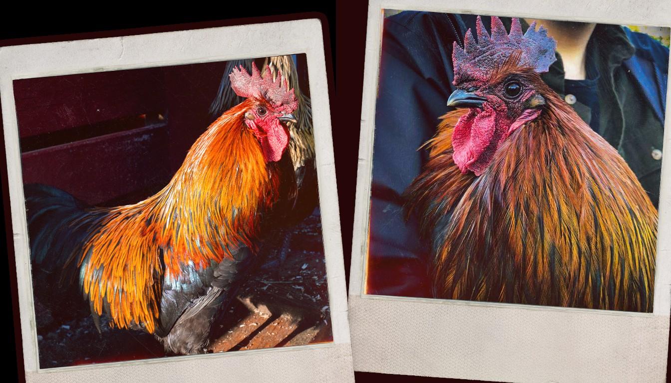 Two polaroid photos of Scrappy the rooster