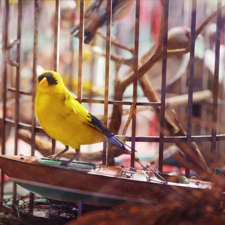 Avian Alarm в ARC Raiders: этапы и награды